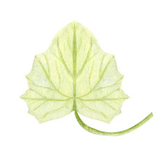 Pumpkin leaf isolated on white background. Hand-painted watercolor illustration with delicate green veins, perfect for autumn harvest design, Thanksgiving, Halloween, cards, invitations, and patterns.