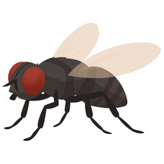 Fruit Fly Illustration