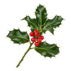 Holly branch with red berries isolated on transparent background