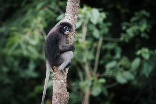 Side view of Trachypithecus obscurus monkey or langur, sitting on branch, from a tree is lonely, absentminded in forest. Kaeng Krachan National Park, Phetchaburi, Thailand. Leave free space for text.