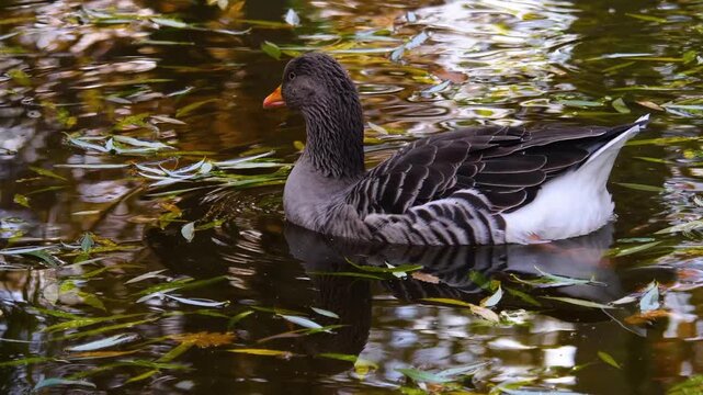 Close up of a large gry goose swimming aorund a pond on a sunny spring day