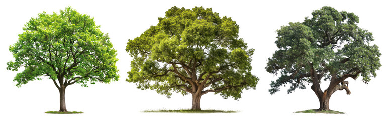 PNG Vibrant trees in different seasons, element set on transparent background