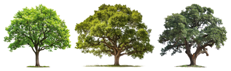 PNG Vibrant trees in different seasons, element set on transparent background