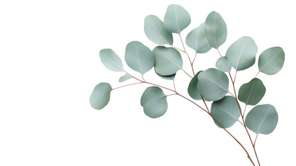 Elegant eucalyptus branch displayed against a smooth background for floral designs