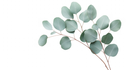 Elegant eucalyptus branch displayed against a smooth background for floral designs
