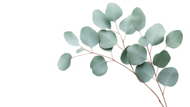 Elegant eucalyptus branch displayed against a smooth background for floral designs