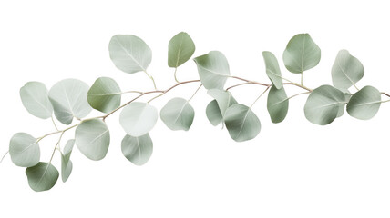 Elegant eucalyptus branch featuring silvery leaves on a minimalist background transparent