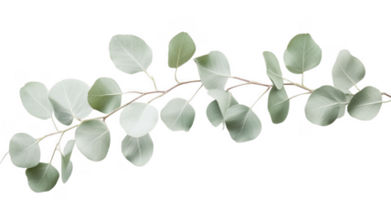 Elegant eucalyptus branch featuring silvery leaves on a minimalist background transparent