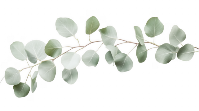 Elegant eucalyptus branch featuring silvery leaves on a minimalist background transparent