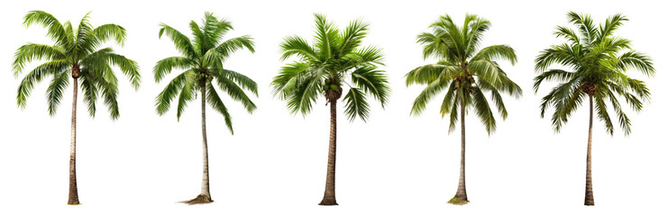 Obraz premium PNG Tropical lush green palm trees, element set on transparent background