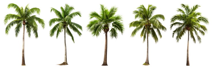 PNG Tropical lush green palm trees, element set on transparent background