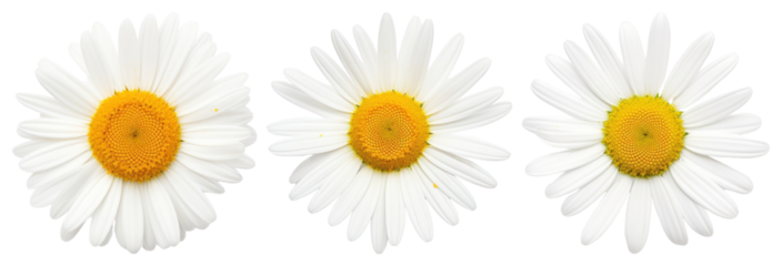 PNG Three daisies in a row, element set on transparent background
