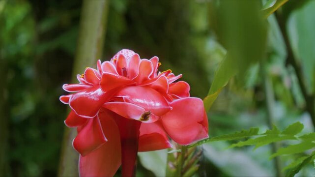 Close up footage of a vibrant red Torch Ginger Etlingera elatior flower, also known as Philippine Wax Flower, Porcelain Rose, or Bunga Kantan, blooming beautifully amidst lush greenery in a Hawaiian b