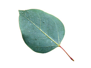 Green eucalyptus leaf with water droplets on black background image, Isolated, Png Transparent Background