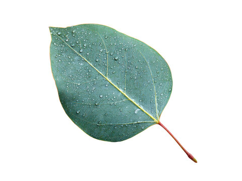 Green eucalyptus leaf with water droplets on black background image, Isolated, Png Transparent Background