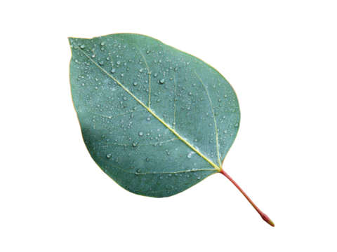 Green eucalyptus leaf with water droplets on black background image, Isolated, Png Transparent Background