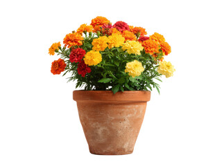 Fototapeta premium Vibrant orange yellow red marigolds blooming in terracotta pot flowers, Isolated, Png Transparent Background