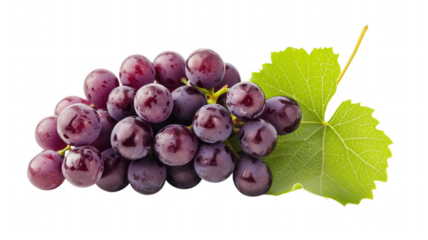 Freshly harvested cluster of dark purple grapes with a vibrant green grape leaf against background
