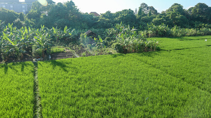 A scenic rice field with vibrant green paddies and a background of tropical banana trees and dense forest. Traditional farming plots and a wooden hut can be seen, capturing the essence of rural life.