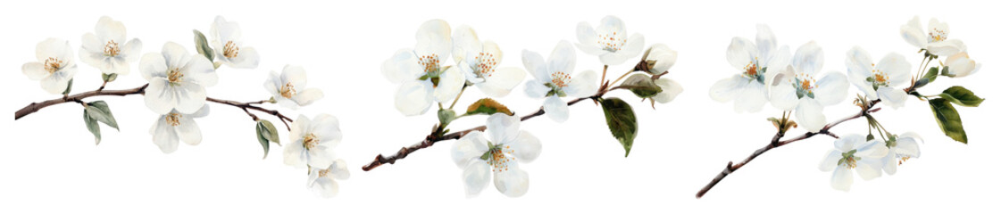 Obraz premium PNG White cherry blossoms on branches with green leaves element set on transparent background.