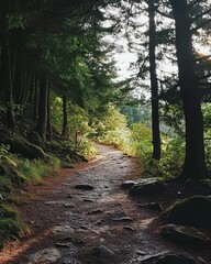 Obraz premium Forest path winding through trees