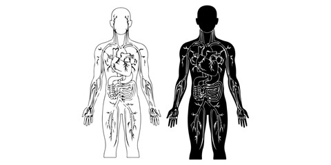 Blood Vessels and Heart Anatomy Vector Illustration