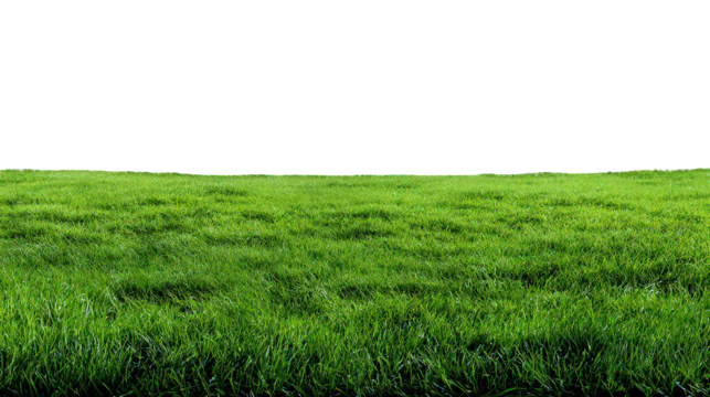 Lush Green Grass Texture Background
