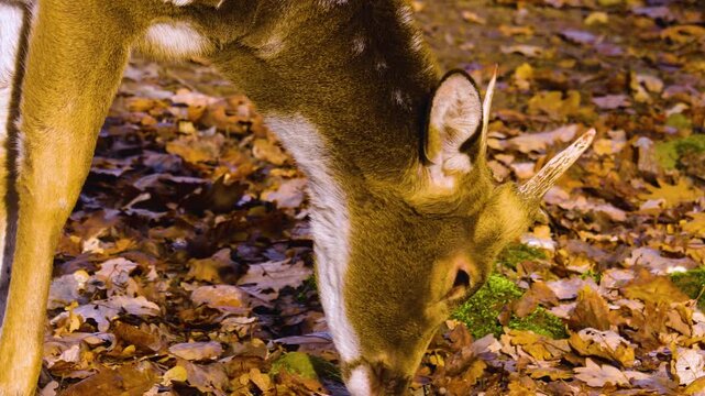 Close up of an axis deer buck standing in the forest on a sunny autumn day and looking around