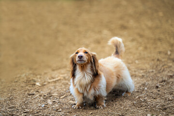 2025-09-07 A GOLDEN COATED DACHSUND STANDING ON A PATH LOOKING UP WITH A STERN LOOK WITH NICE EYES AND A BLURRY BACKGROUND AT THE OFF LEASH DOG AREA AT MARYMOOR PARK IN REDMOND WASHINGTON