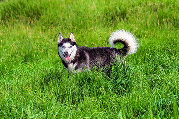 2025-05-30 SIDE SHOT OF A MATURE BLACK AND WHITE HUSKY STANDING IN TALL GREEN GRASS AT THE OFF LEASH DOG AREA AT THE MARYMOOR PARK OFF LEASH AREA IN REDMOND WASHINGTON