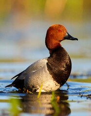 Red-breasted duck in shallow water