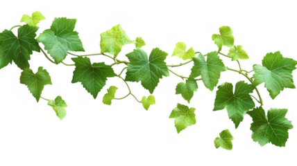 Lush green grape vine leaves on a background showing nature and growth