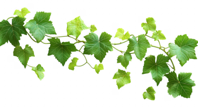 Lush green grape vine leaves on a background showing nature and growth