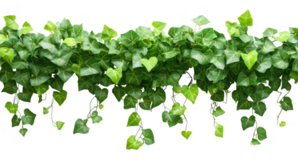 Lush green ivy plant with heart-shaped leaves against background