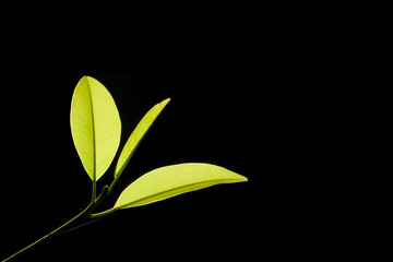 Close up of green leaf shoots isolated on black background. Ecology and environment concept. Copy space for text. For graphic design, 3D rendering and banners