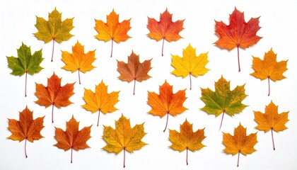 Fototapeta premium Collection of Colorful Maple Leaves Exhibiting Autumnal Tones Isolated on Clean White Surface Displaying Variety from Green to Red Seasonal