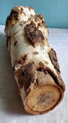 Cylindrical, bark-covered tree trunk