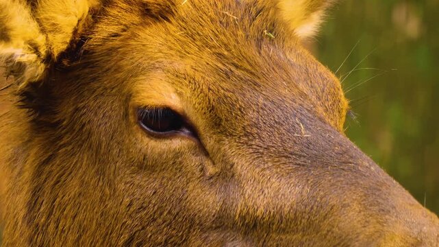 Close up of an altai deer elk dow standing in the forest and looking around ona sunny day in autumn