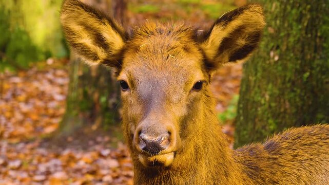 Close up of an altai deer elk dow standing in the forest and looking around ona sunny day in autumn