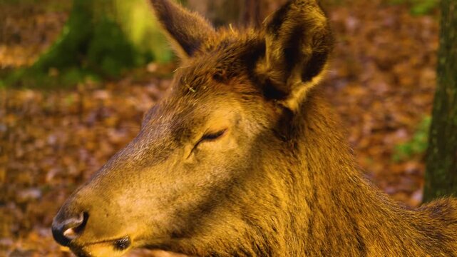 Close up of an altai deer elk dow standing in the forest and looking around ona sunny day in autumn