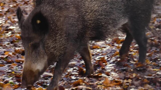 Close up of a wild boar pig looking around the forest on a cloudy autumn day