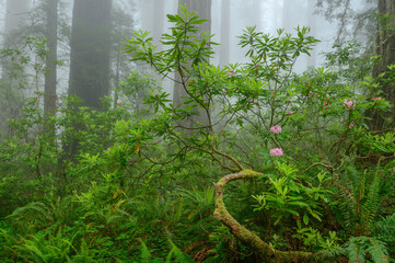 Rhododendron Redwoods National Park