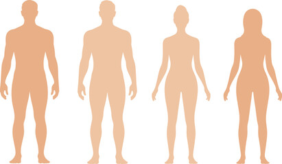 Male and female body silhouette vector, human figure front view, anatomy outline, flat illustration, healthcare, fitness, medical chart design