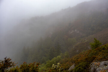 fog in the mountains of California