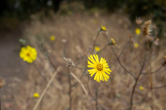 Bright yellow Ramm&rsquo;s Madia flowers with buds on dry grassland background, California endemic