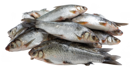 A pile of fresh silver fish stacked on top of each other on a black background close up view
