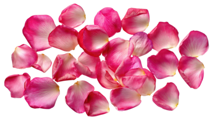 Pink rose petals clustered