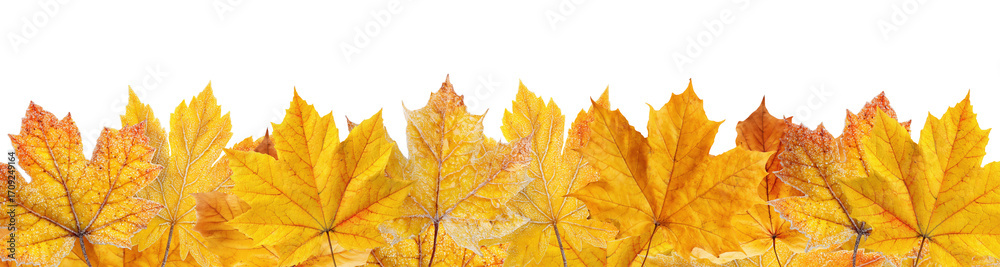 Canvas Prints golden and orange autumn maple leaves arranged in decorative border pattern, isolated on transparent