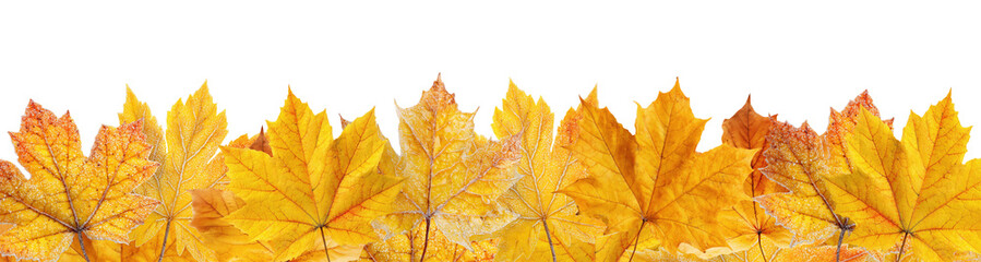 Fototapeta premium Golden and orange autumn maple leaves arranged in decorative border pattern, isolated on transparent background