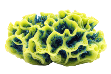 Closeup View Of Yellow And Blue Cellular Structure